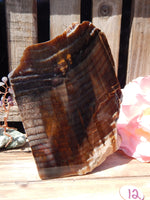 Petrified Wood Free Form Display