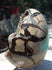 Septarian Dragon Crystal Stone Egg Nodule