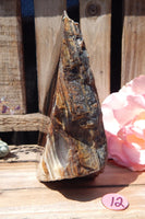 Petrified Wood Free Form Display