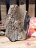 Petrified Wood Free Form Display