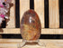 Petrified Wood Polished  Free Form Egg Display, Petrified Wood Egg