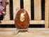 Petrified Wood Polished  Free Form Egg Display, Petrified Wood Egg