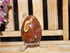 Petrified Wood Polished  Free Form Egg Display, Petrified Wood Egg