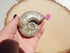 Opalized Ammonite Fossil, Natural Ammonite Specimen, Iridescent Rainbow Ammonite Fossil Opalized