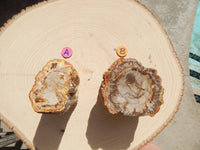 Petrified Wood Free Form Display, Free Form Petrified Wood Display, Petrified Wood Home Decor