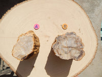 Petrified Wood Free Form Display, Free Form Petrified Wood Display, Petrified Wood Home Decor