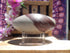 Shiva Lingam Stone 8&quot;, Sacred Shiva Lingam Stone, Fertility Stone Shiva Lingam