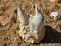 Gastropod Fossil Matrix Cluster-France 3&quot;-4&quot;,Cenozoic Era, Neogene Period, Miocene Epoch