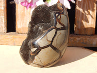 A++ Quality Septarian Dragon Crystal Stone Free Form, Septarian Stone Free Form, Polished Septarian Dragon Stone Free Form, Crystal form