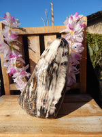 Petrified Wood Free Form Display, Free Form Petrified Wood Display, Petrified Wood Home Decor